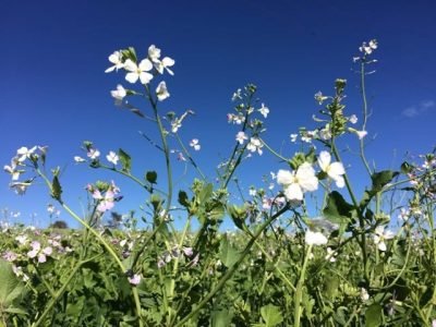 Crédito Alexandre Limberger