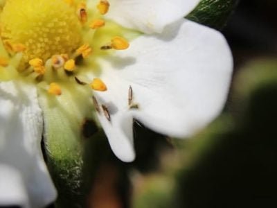 Crédito Alexandre Pinho de Moura