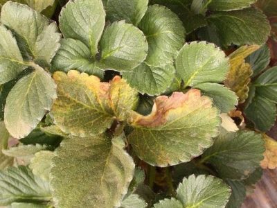 Crédito Alexandre Pinho de Moura