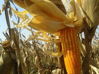 Crédito Amarildo Francisquini