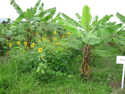 Crédito Ana Lúcia Borges