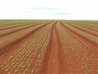 Crédito Ana Maria Diniz