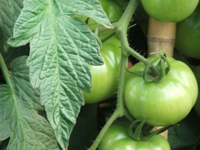 Crédito Ana Maria Diniz