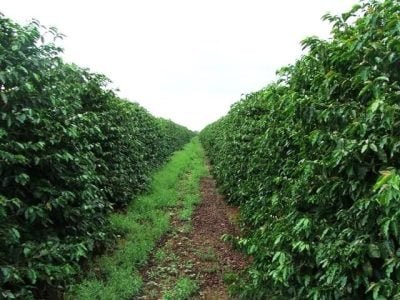 Crédito Ana Maria Diniz