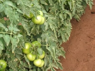 Crédito Ana Maria Diniz