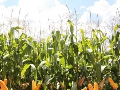 Crédito Ana Maria Diniz