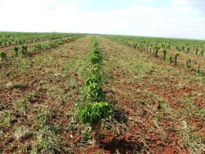 Crédito Ana Maria Diniz