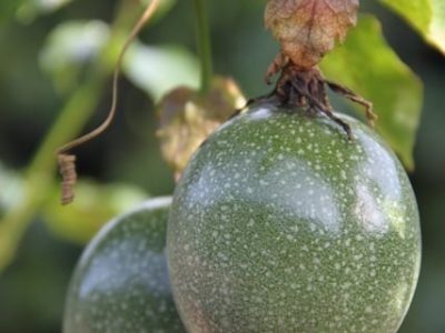 Crédito Ana Maria Diniz