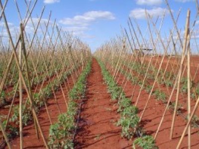 Foto-01-Crédito-Ana-Maria-Diniz-300x199