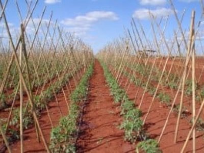 Foto-01-Crédito-Ana-Maria-Diniz-300x199