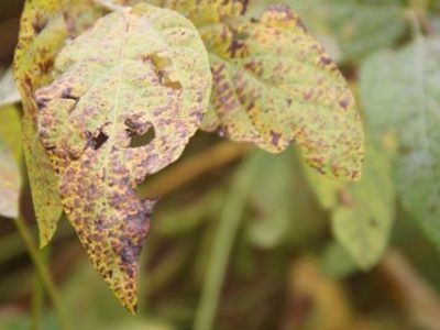 Crédito Ana Maria Diniz