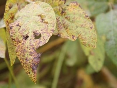 Crédito Ana Maria Diniz