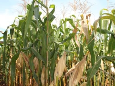 Crédito Ana Maria Diniz