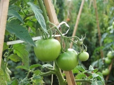 Crédito Ana Maria Diniz