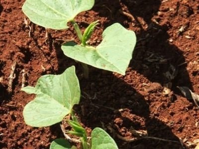 Crédito Ana Maria Diniz