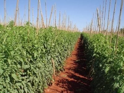 Crédito Ana Maria Diniz