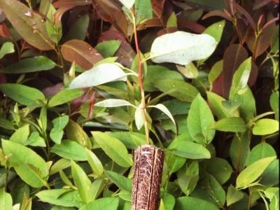 Crédito Ana Maria Diniz