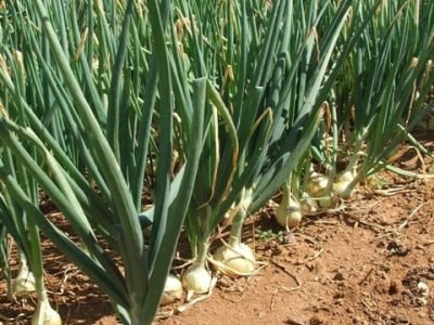 Crédito Ana Maria Diniz