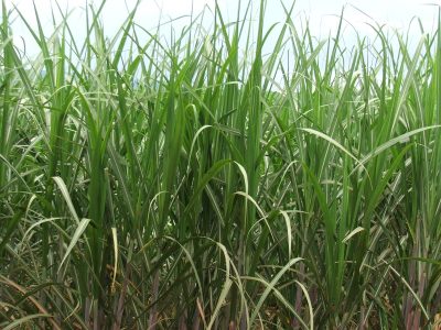 Crédito Ana Maria Diniz