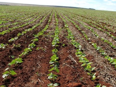 Crédito Ana Maria Diniz