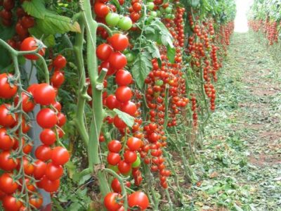 Crédito Ana Maria Diniz