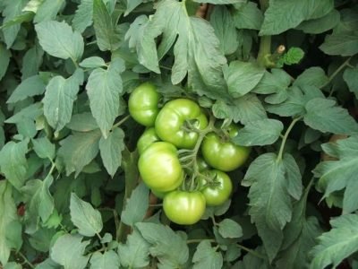 Crédito Ana Maria Diniz