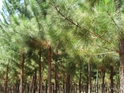 Crédito Ana Maria Diniz