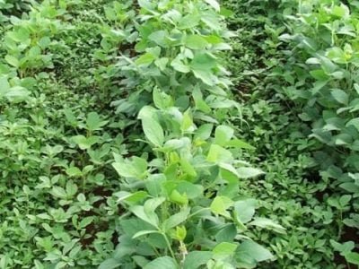 Crédito Ana Maria Diniz