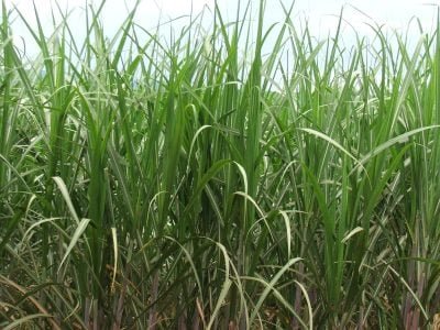 Crédito Ana Maria Diniz