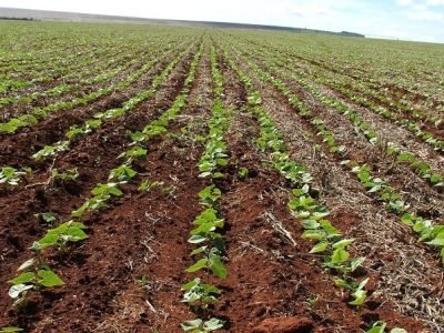 Crédito Ana Maria Diniz