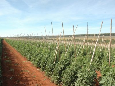 Crédito Ana Maria Diniz