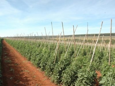 Crédito Ana Maria Diniz