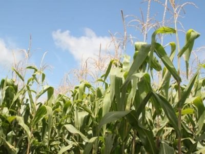 Crédito Ana Maria Diniz