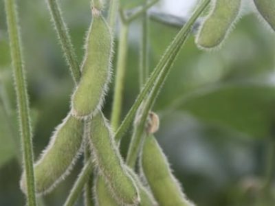 Crédito Ana Maria Diniz