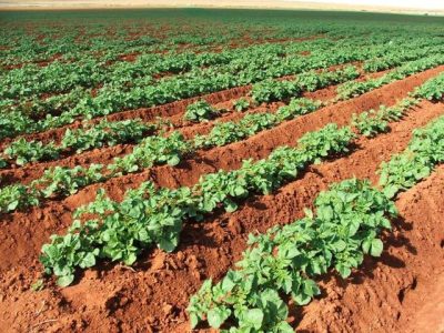 Crédito Ana Maria Diniz