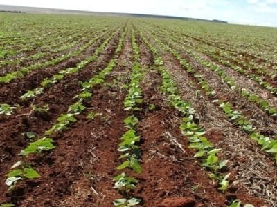 Crédito Ana Maria Diniz