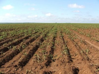 Crédito Ana Maria Diniz