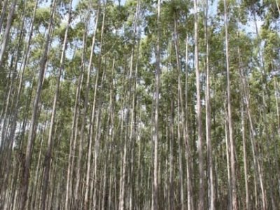 Crédito Ana Maria Diniz