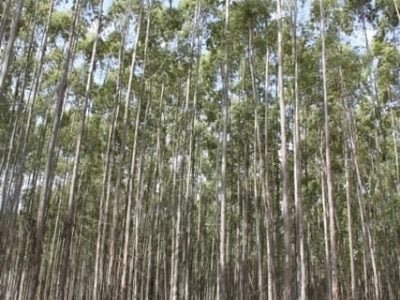 Crédito Ana Maria Diniz