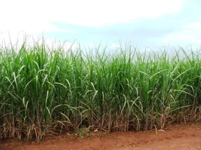 Crédito Ana Maria Diniz