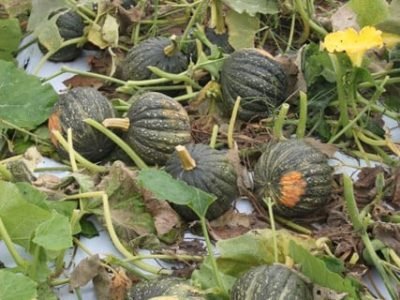 Crédito Ana Maria Diniz