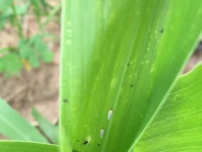 Crédito André Aguirre