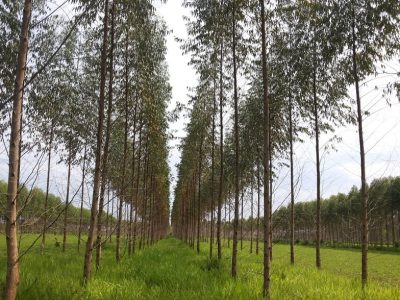 Crédito Andréia Aker