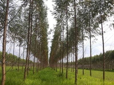 Crédito Andréia Aker