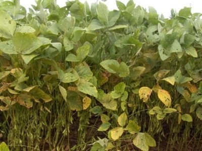 Crédito Andréia Quixabeira Machado