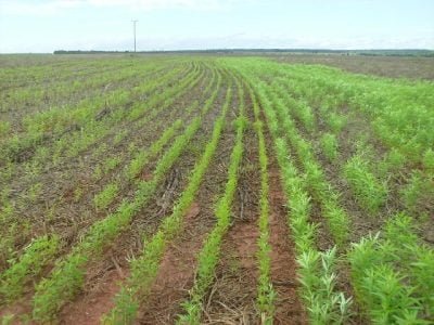 Crédito-Antônio-César-Bolonhezi