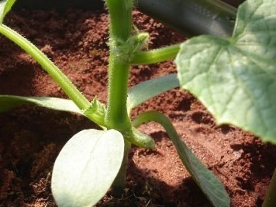 Crédito Antônio Ismael Cardoso