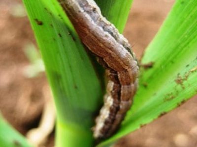 Crédito Arthur Torres