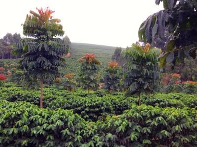 Crédito Atlântica Agropecuária