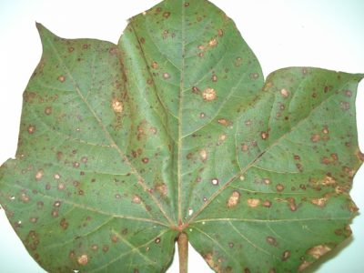 Crédito Augusto Goulart